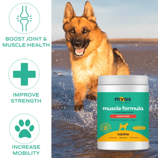 MYOS Canine Green Lipped Mussel Formula powered by Fortetropin® - Image 4