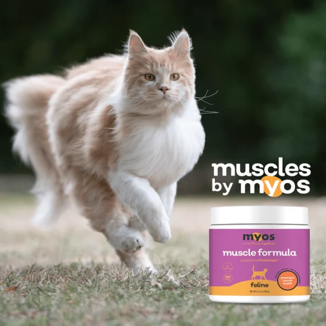 MYOS Feline Muscle Formula powered by Fortetropin® - Image 4